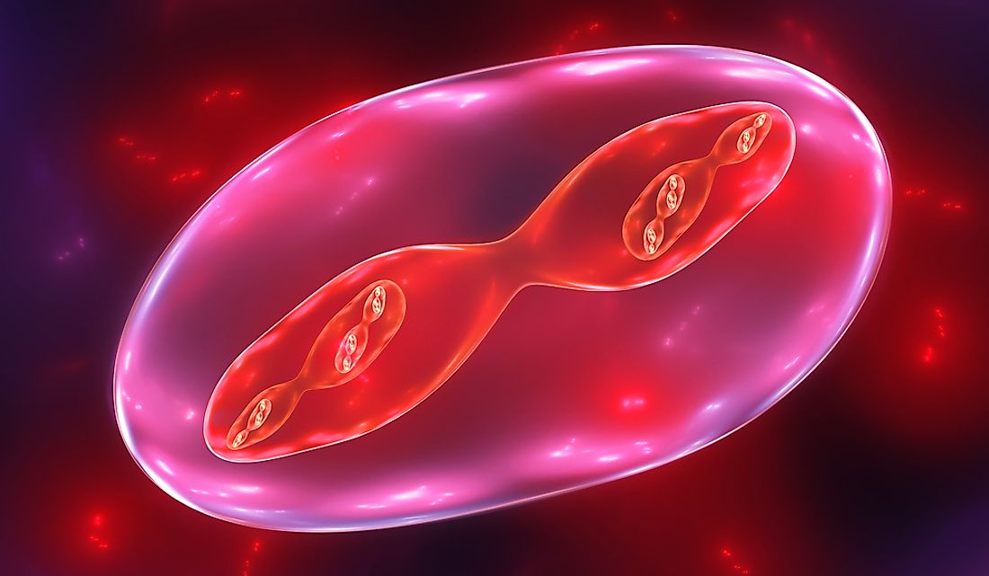 meiosis-que-es-y-como-afecta-al-embarazo-instituto-de-fertilidad-mallorca